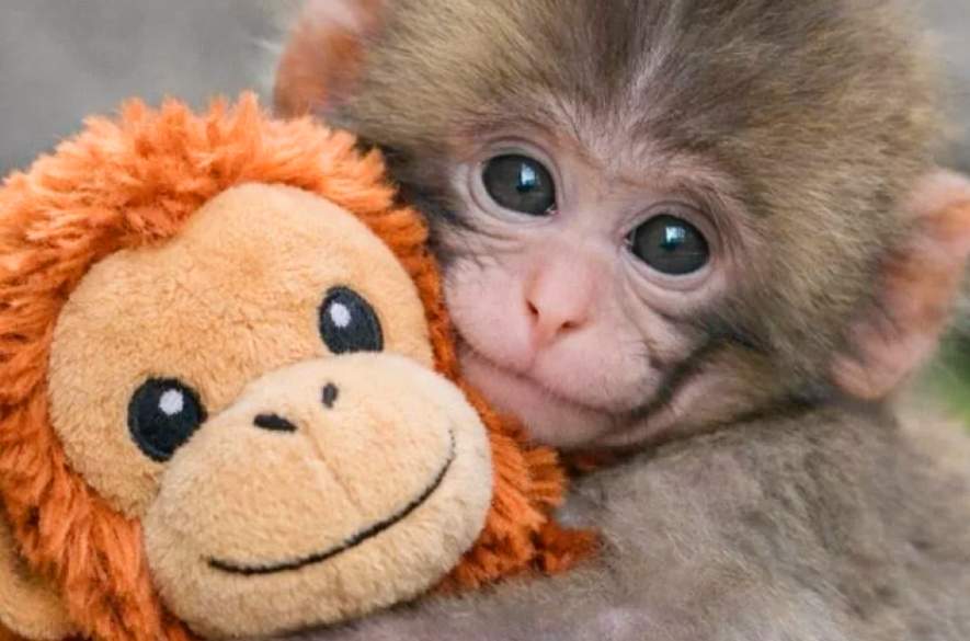 O que o macaquinho Punch revela sobre vínculo e segurança?